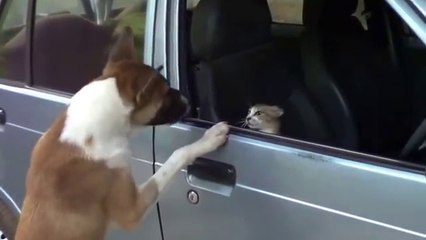 Angry Cats VS Dogs Funny Compilation !!! || Try To hold your laugh