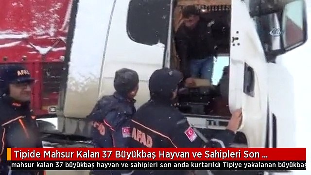 Tipide Mahsur Kalan 37 Büyükbaş Hayvan ve Sahipleri Son Anda Kurtarıldı