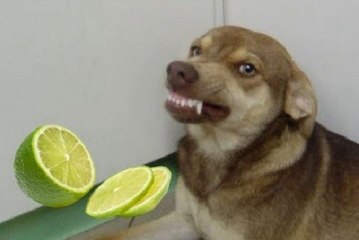 Cães vs Limões