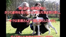 【衝撃　感動】まるで古びたモップと化した犬たち.ガチガチに固まった被毛を除去してすると.