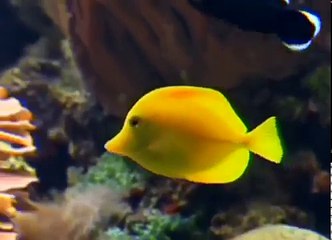 Baby Einstein - Baby Neptuno - Descubriendo el Agua