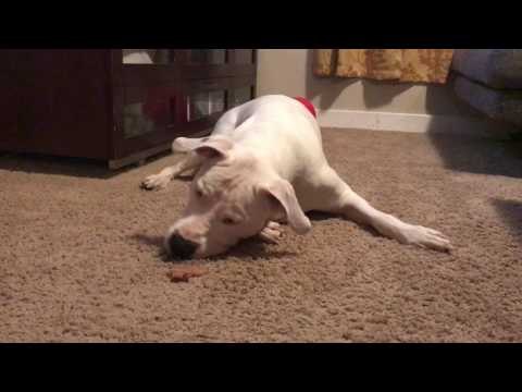 Curious Puppy Has Confused Reaction to Piece of Paper
