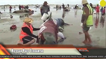 Ratusan Ikan Terbesar Dunia  Terdampar di Pesisir Pantai