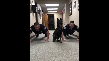 Avez-vous déjà vu un chien qui fait des pompes...
