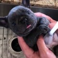 Bulldog Puppy enjoys a Spa day...