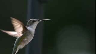 The Sound of a Humming Bird in Slow Motion
