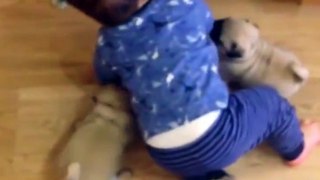 This little lad and his pug army are squad goals 
