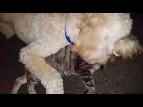 Playful Dog Torments Apathetic Cat
