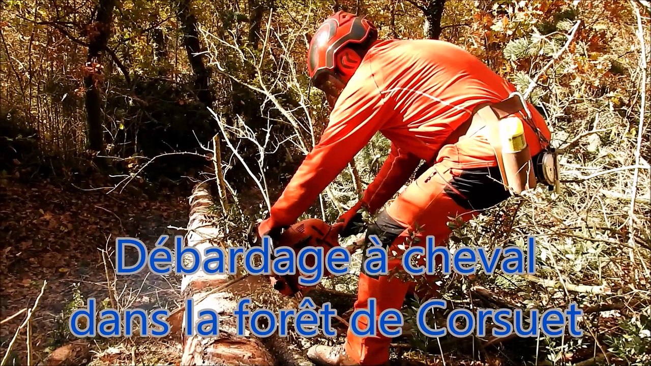 Aix-Les-Bains : 30 mètres cubes de bois débardés par un cheval