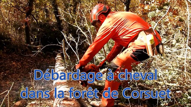 Aix-Les-Bains : 30 mètres cubes de bois débardés par un cheval