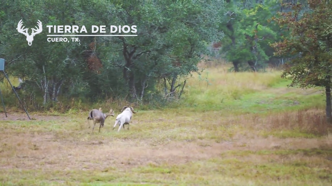 Ce bélier n'aurait jamais du charger un cerf...
