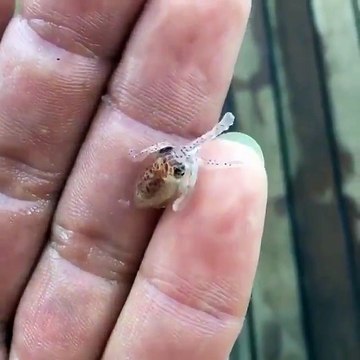 Ce bébé poulpe est la chose la plus adorable que vous verrez aujourd'hui