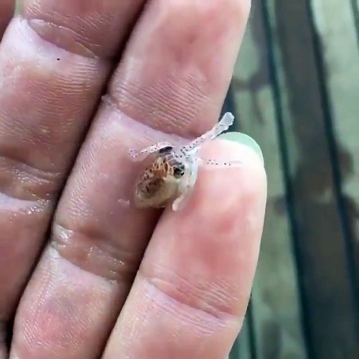 Ce bébé poulpe est la chose la plus adorable que vous verrez aujourd'hui