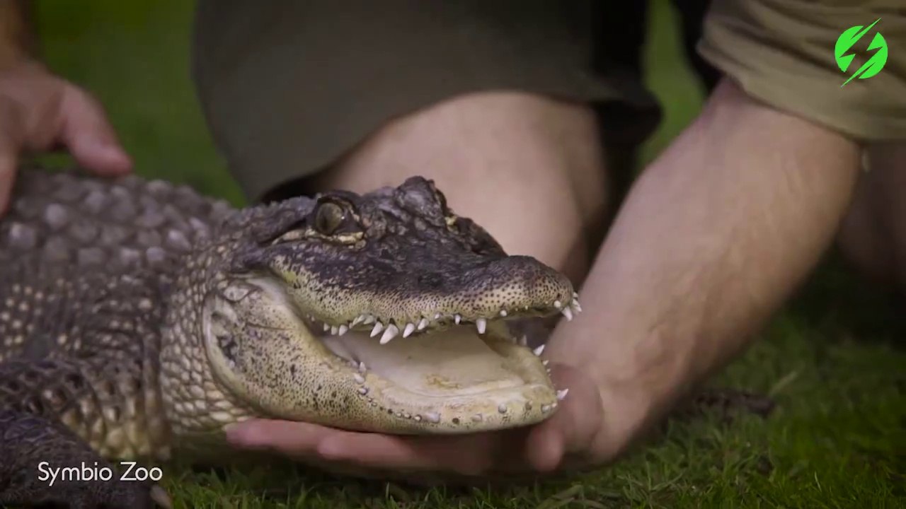 Les crocodiles adorent les gratouilles dans le cou... Je vous jure!
