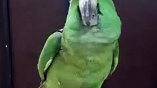 Amazing Parrot