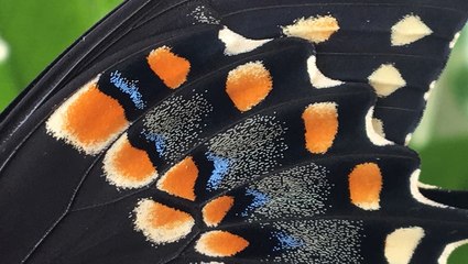 How Butterflies Are Made