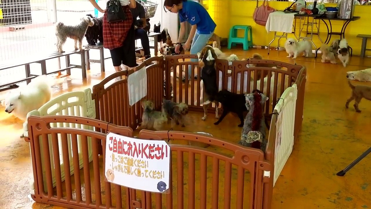 Japan S Dog Amusement Park Wanwan Land Dailymotion Video