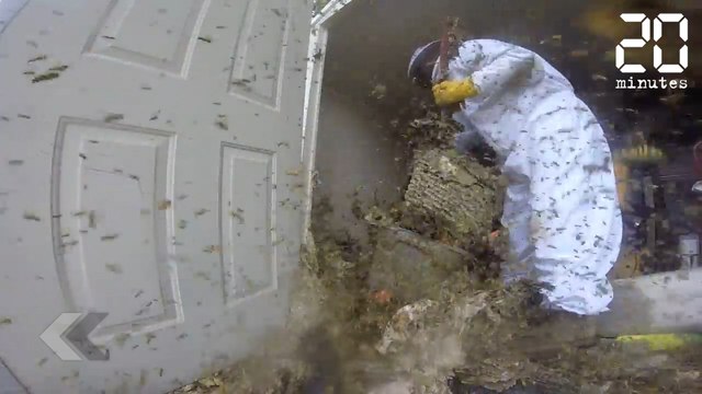 Un très gros nid de frelons - Le Rewind du mercredi 22 novembre 2017