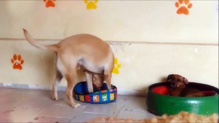 Cão faz de tudo para caber numa cama minúscula só para evitar confusão com o amigo rasteirinho