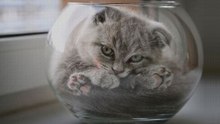 Compilação De Gatos Entrando Em Lugares Bem Apertados_Incrível!