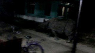 Rinoceronte viene a cenar