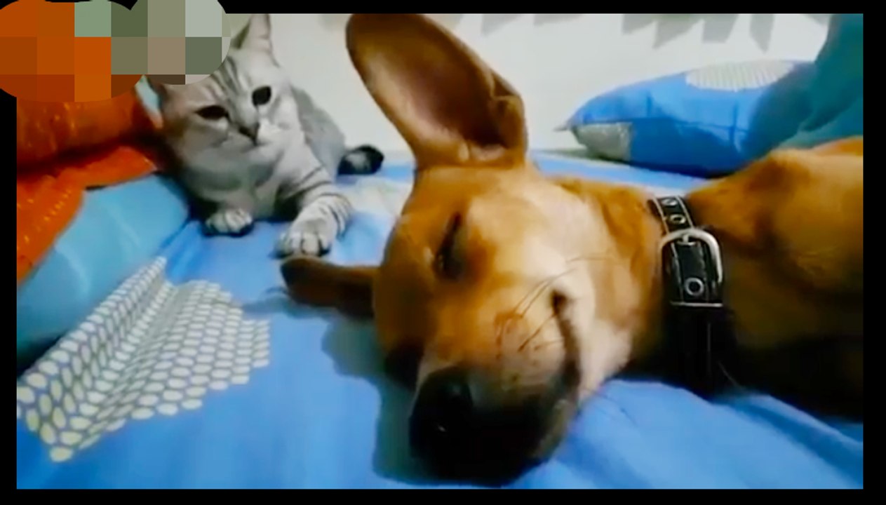 Best of Animals being JERKS || TRY not to laugh out loud!!