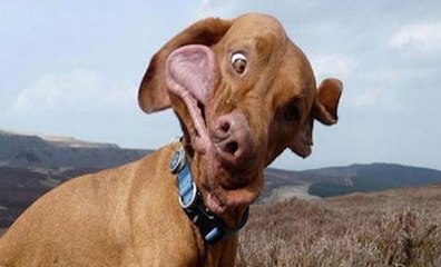 Cães Com Inteligência A Menos e Parafuso A Mais