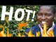 Tuko HOT episode 10 - Uhuru  Kenyatta and Raila Odinga, Jalang'o is in a big scandal
