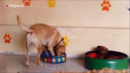 Perro salchicha con muy poca vergüenza dejó a otro sin su cama