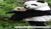 China discharges mammoth pandas once more into wild after attendants wear BEAR SUITS to prepared them