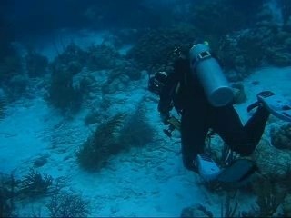 Plongée bonaire antilles néerlandaises