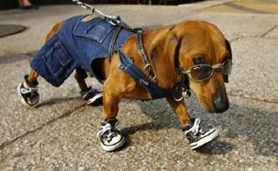 Cães Calçados Andando Ao Som Da Música