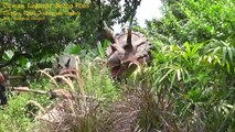 Wow Keren ..! Petuangan Dinosaurus di Taman Legenda Keong Mas