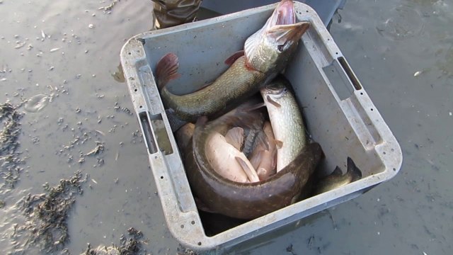 La pêche automnale des étangs est lancée