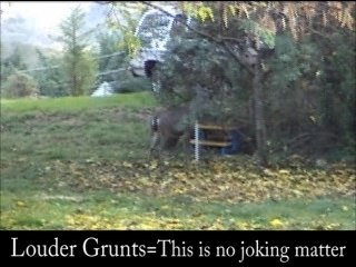 Buck Mating Sounds---Deer Sounds