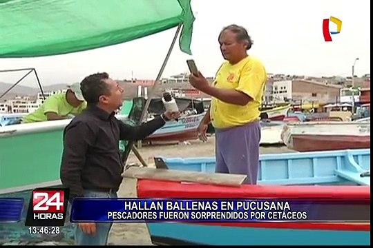 Pucusana: avistan ballenas cerca de la playa y sorprenden a pescadores