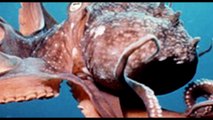 10 ATERRADORES MONSTRUOS MARINOS PRE - HISTÓRICOS. ( Kraken, basilosaurio, Metriorynchus.)