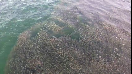 Aerial Footage Shows Sharks on a Feeding Frenzy in the Hamptons