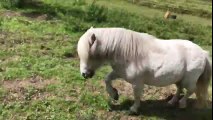 Alvin the Shetland Pony Struts His Considerable Stuff