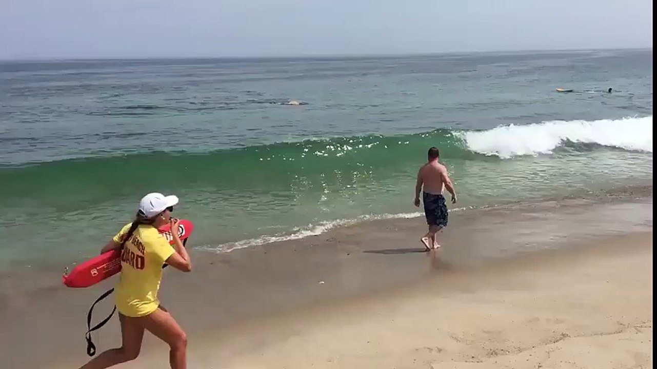 Beaches Closed After Shark Attacks Seal Near Surfers