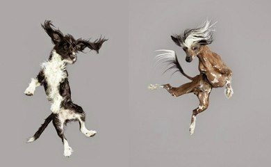 Cães Saltando Sem Parar