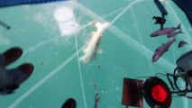 Ces pecheurs peuvent voir les poissons sous leurs pieds tellement la glace est transparente. Incroyable