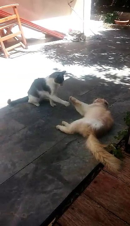 cats