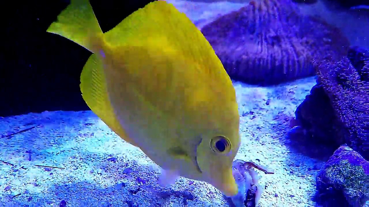 Aquarium filmographie