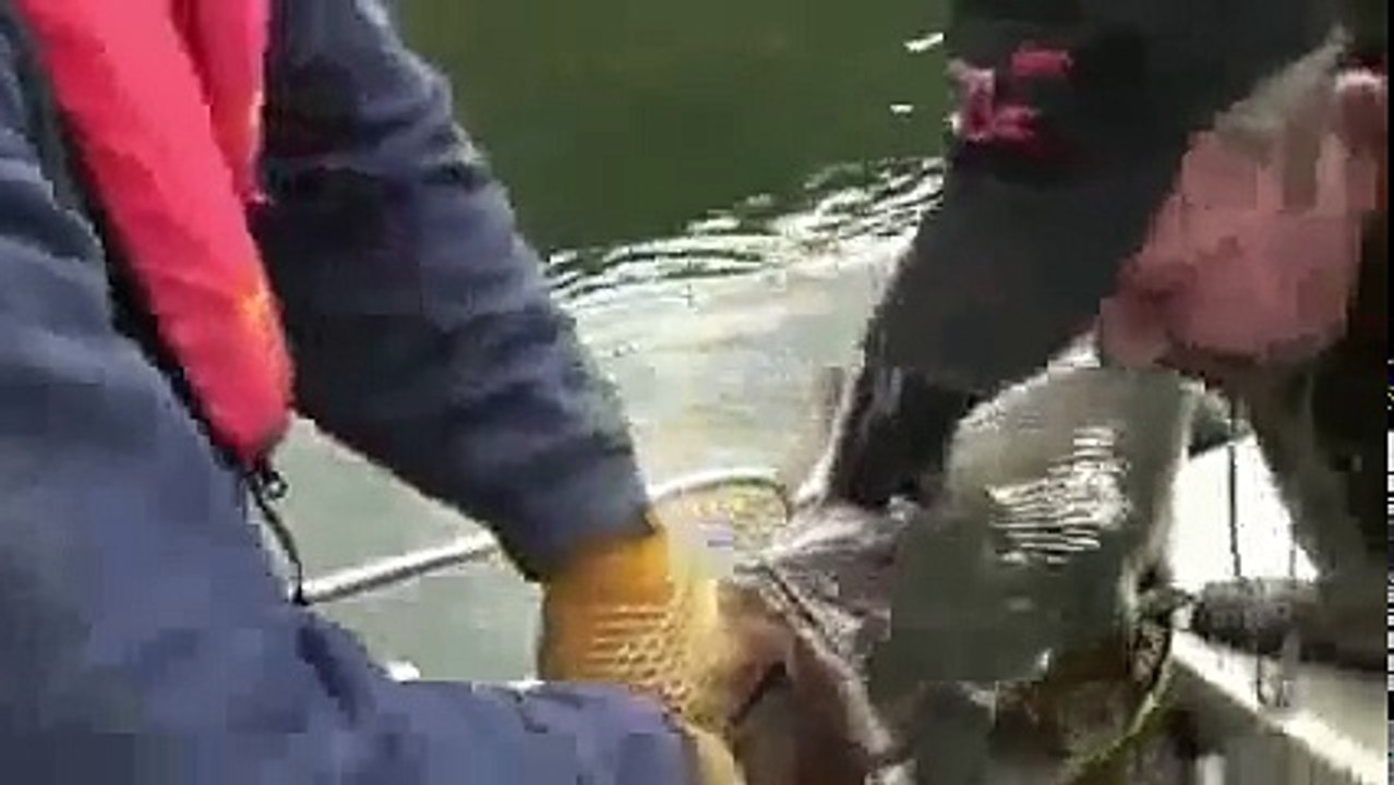 Lele Terbesar di Dunia MONSTER Lele Terbesar di Dunia new RAKSASA Mancing Mania Terbaru new Video