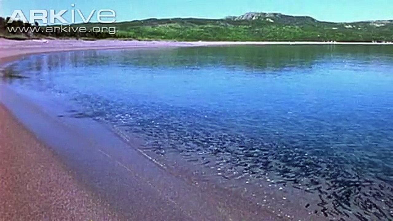 An osprey fishing in spectacular super slow motion | Highlands - Scotlands Wild Heart