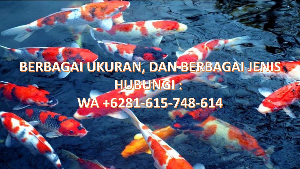 ikan koi jenis goromo WA Bapak Fachry +6281 615 748 614 Pengiriman seluruh Indonesia