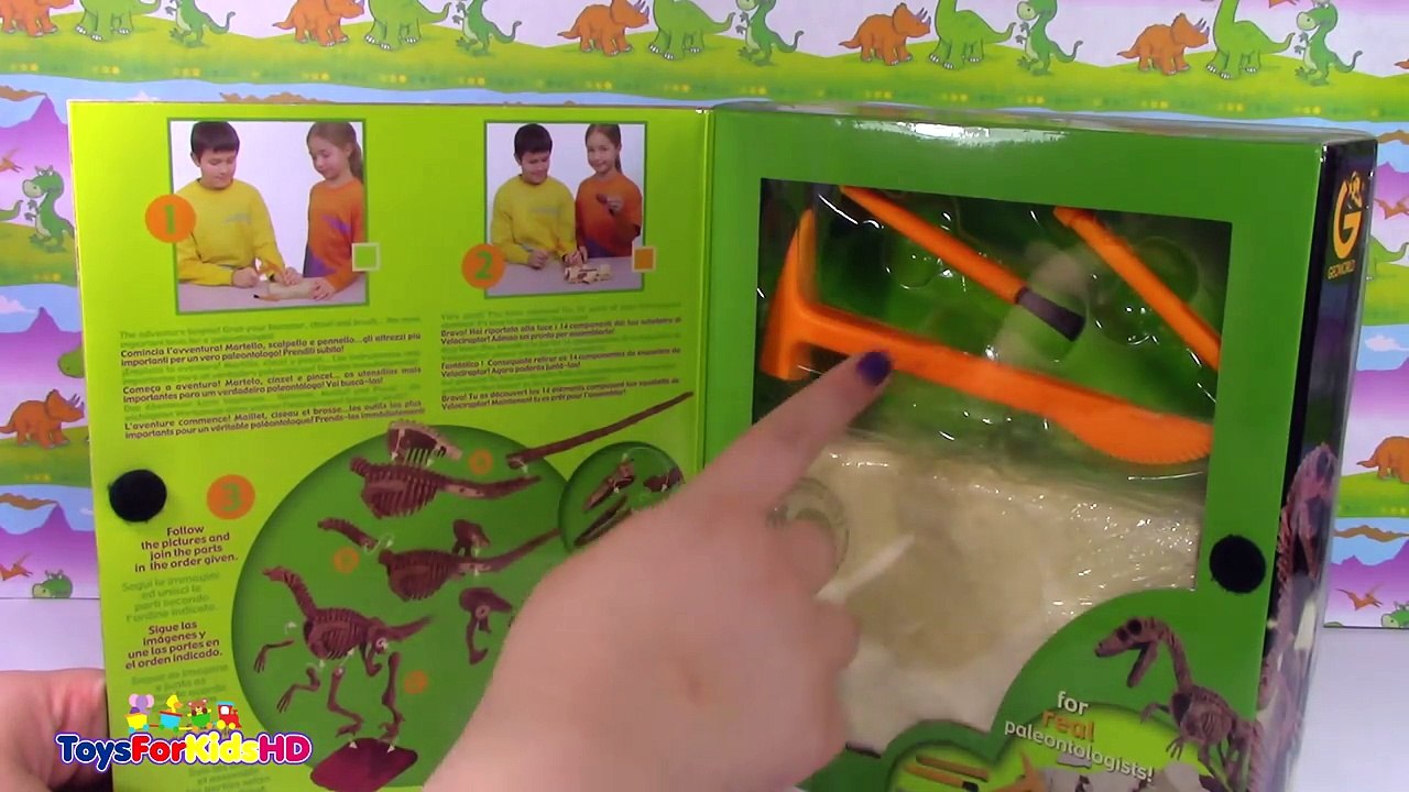 Videos de dinosaurios para niños Increíble fosil de dinosarurios Velociraptor skeleton ToysForKidsHD