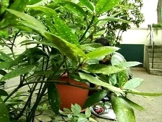 Hacker Charly : sauvé par l'institut