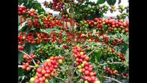 KOPI BAGONG, KOPI ROBUSTA, +6283891396525